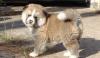 Puppies for sale Greece, Heraklion Akita