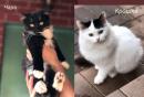 Отдам котят в добрые руки Россия, Москва Беспородная, Красотки Крошка и Чара 7 мес кошечки ищут свои семьи!