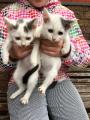 Отдам котят в добрые руки Россия, Москва Беспородная, Котята Глаша и Даша! ПреданнЫЕ БЕЛОСНЕЖКИ ИЩУТ СЕМЬИ!