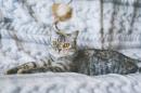 Отдам котят в добрые руки Россия, Москва Шотландская вислоухая