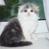 Kittens for sale Cyprus, Limassol Scottish Fold