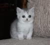 Kittens for sale Cyprus, Limassol Munchkin