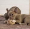 Puppies for sale United Kingdom, Aberdeen Chihuahua