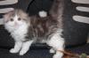 Kittens for sale Cyprus, Paphos Scottish Fold