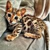 Kittens for sale Cyprus, Larnaca Bengal cat