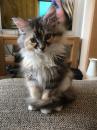 Kittens for sale Cyprus, Larnaca Maine Coon