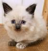 Kittens for sale Cyprus, Paphos Siamese