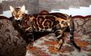 Ищу кошку для вязки Украина, Харьков Бенгальская кошка