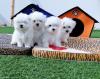 Puppies for sale United Kingdom, Kent Maltese