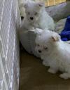 Puppies for sale Ireland, Dublin Maltese