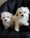 Puppies for sale Ireland, Cork Maltese