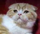 Продам котенка Украина, Днепропетровск Скотиш страйт