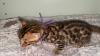 Kittens for sale United Kingdom, Belfast Bengal cat