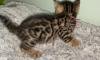 Kittens for sale United Kingdom, Birmingham Bengal cat