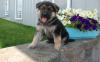 Puppies for sale United Kingdom, Glasgow German Shepherd Dog