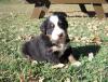 Puppies for sale Ireland, Dublin Bernese Mountain Dog