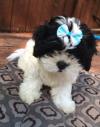 Puppies for sale Ireland, Cork Shih Tzu