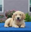 Puppies for sale Belarus, Gomel , Golden Retriever Puppies