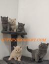 Kittens for sale Belgium, Brussels British Shorthair