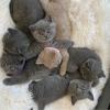 Kittens for sale Cyprus, Nicosia British Shorthair