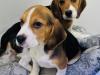 Puppies for sale Portugal, Port Beagle