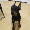 Puppies for sale Czech Republic, Jihlava Doberman