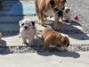 Puppies for sale Ireland, Cork English Bulldog