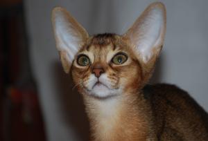 Eritrean. Абиссинская кошка