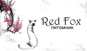 Red Fox. Абиссинская кошка