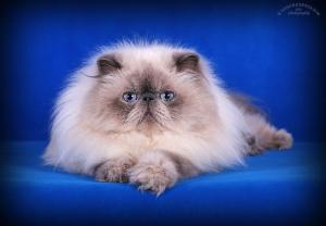 «DUALLISS». Персидская кошка, Экзотическая кошка