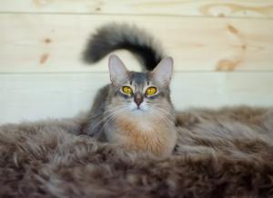 Bronze Breeze. Абиссинская кошка, Сомалийская
