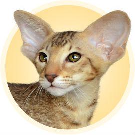 Очаровашка. Абиссинская кошка, Ориентальная кошка