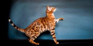 Wild loveliness. Бенгальская кошка
