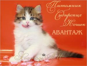 AVANTAGE (А�’АНТАЖ). Сибирская кошка