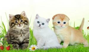 "Cheshirsky Cat's". Шотландская вислоу�…ая, Скотиш страйт, Сибирская кошка