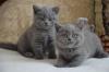 Cat breeders, cat catteries British Shorthair Kittens Available 
