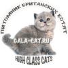 Питомник кошек GALA-CAT.RU Питомник британских кошек в Москве 