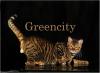 Питомник кошек GREENCITY 
