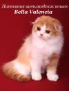 Питомник кошек Bella Valencia 