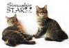 Питомник кошек Simushir Star 