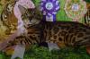 Питомник кошек Питомник бенгальских кошек Wild Hunter Симферополь