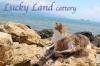 Питомник кошек Lucky Land cattery Новороссийск