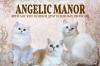 Питомник кошек Angelic manor 