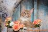 Питомник кошек GingerLand*BY Витебск