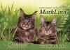 Питомник кошек MarkLInn 