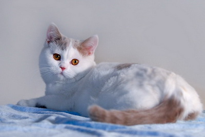 Британская кошка лиловый арлекин (lilac harlequin) BRI c 02