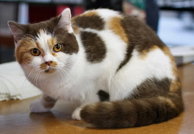 Британская кошка шоколадно-кремовый биколор (chocolate-cream bi-color) BRI h 03