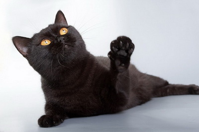 Британская кошка окрас черный (Black) BRI n