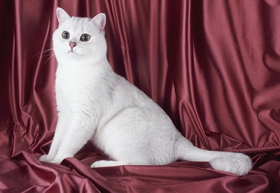 Британский кот шиншильный окрас (Chinchilla) (BRI ns12)