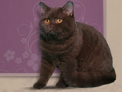 Британская кошка окрас шоколадный (Chocolate) BRI b